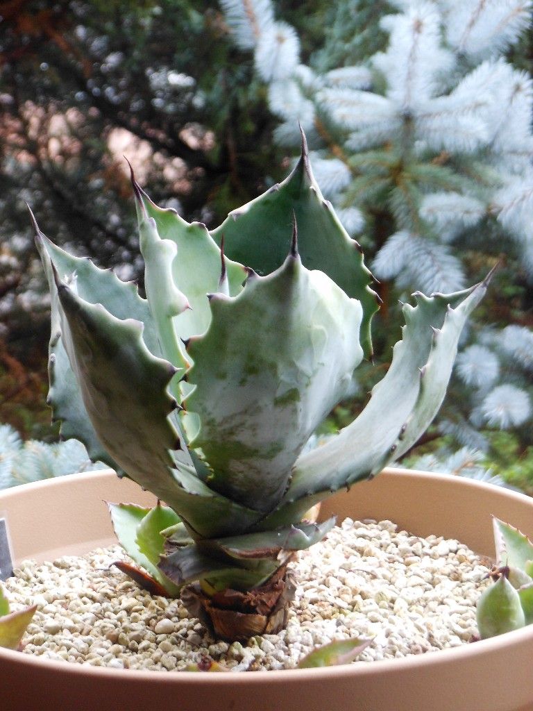 アガベ』 【コロラータ】 : 【My Favorite Plants】