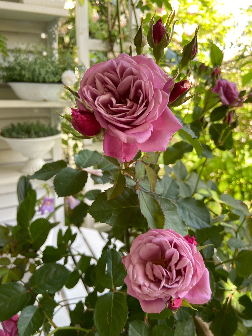 バラ 薔薇 バラ苗 和バラ 入手困難バラ 和バラ苗 わばら 入手困難