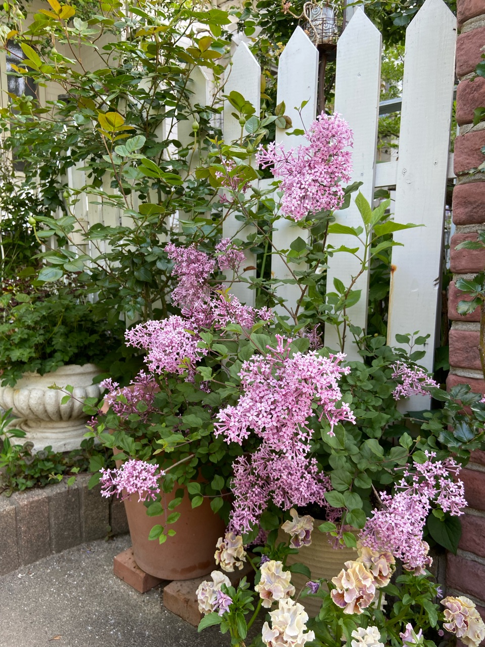 狭い庭におすすめの姫ライラックと苗の選び方｜バラのツボミの海 : の