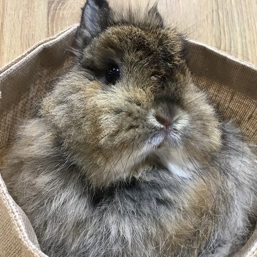 洗足店の美うさぎさん達♪ : うさぎブログ うさぎのしっぽ公式ブログ