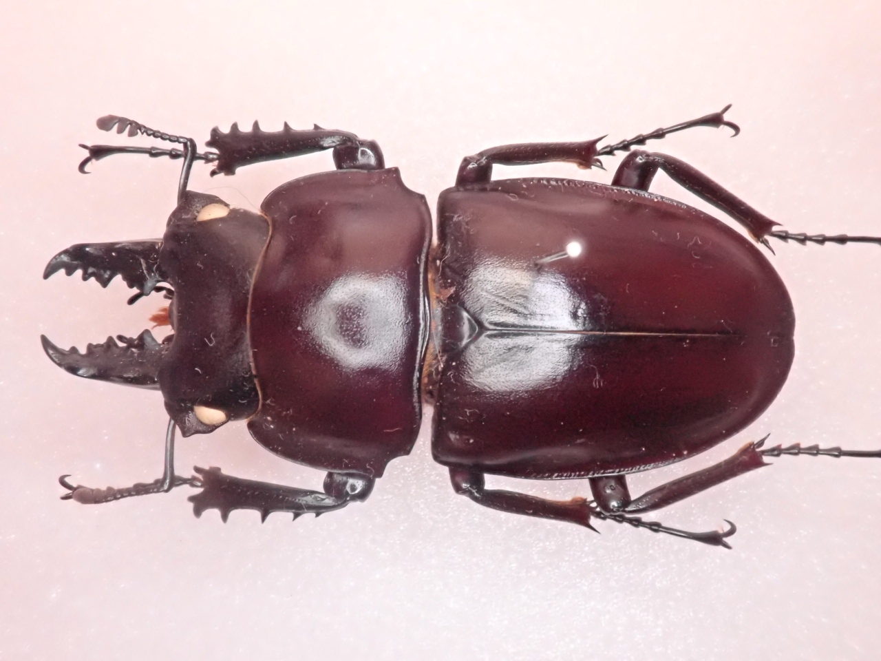 ヤエヤママルバネクワガタの話(2017年) : 寒虫稽古