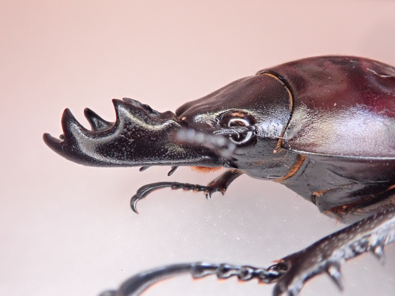 ヤエヤママルバネクワガタの話(2017年) : 寒虫稽古