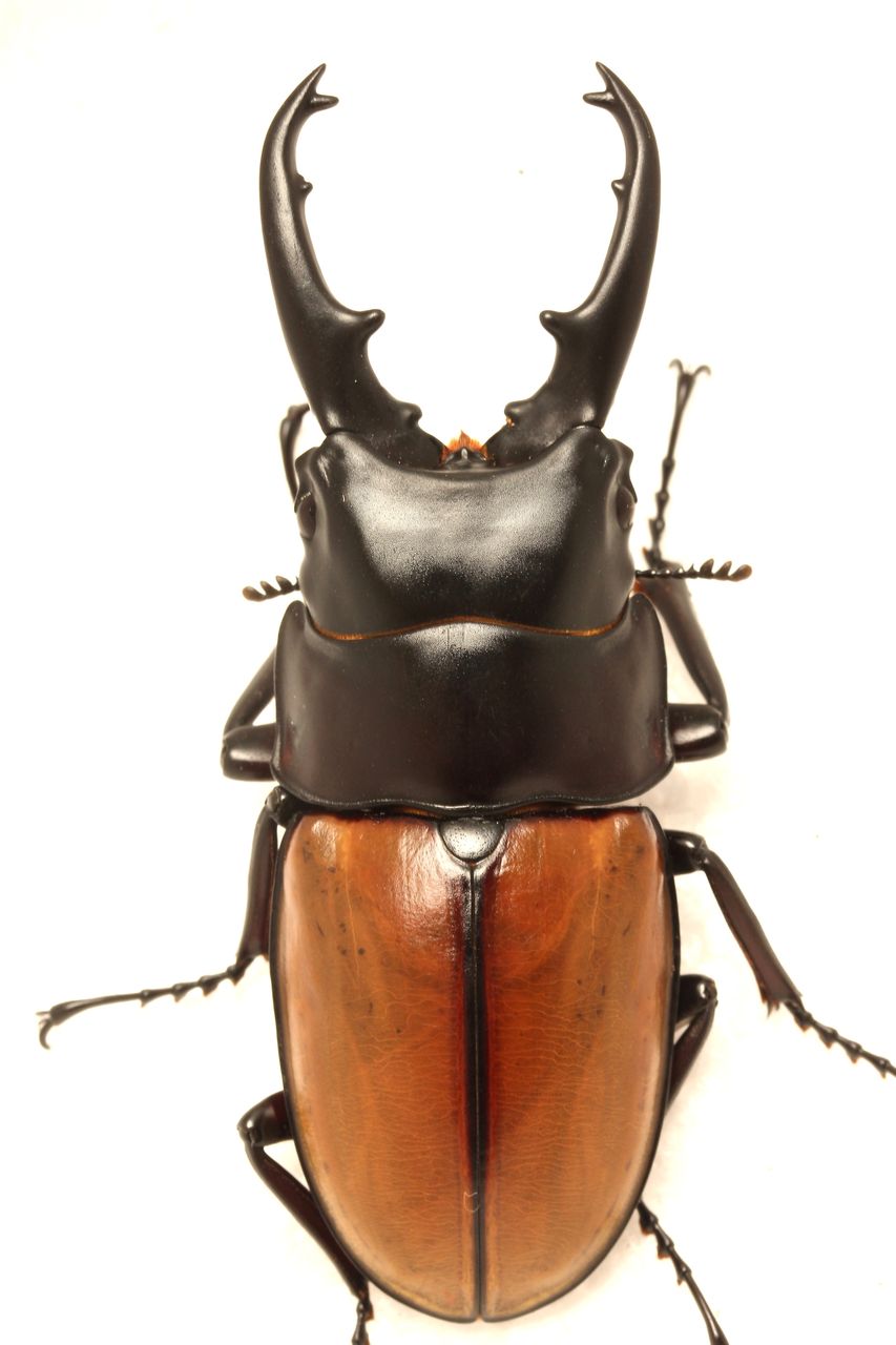 ラフェルトノコギリクワガタ飼育記 : オオカブトの部屋