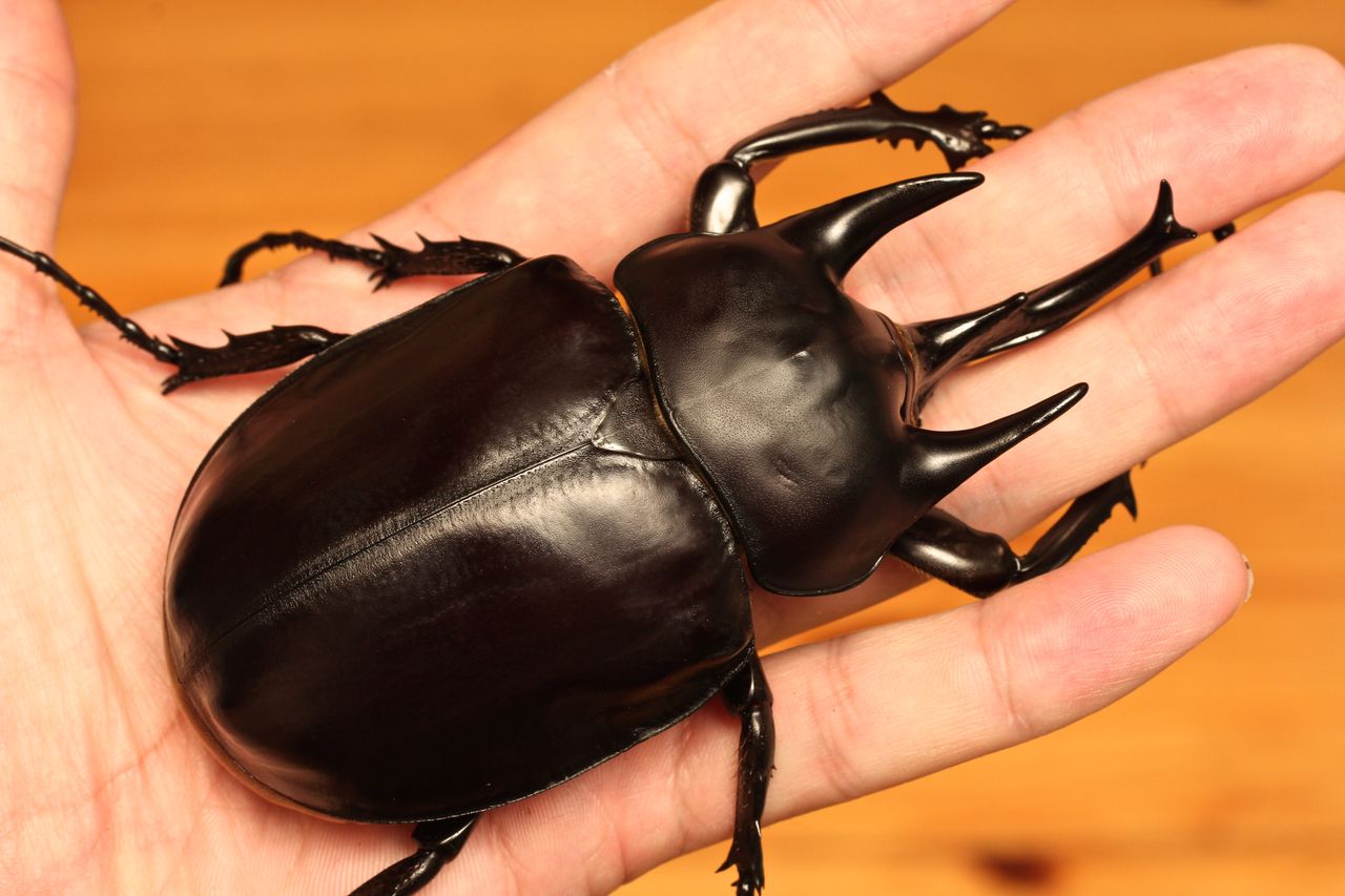 アクティオンゾウカブト飼育記 蛹化ラッシュ : オオカブトの部屋