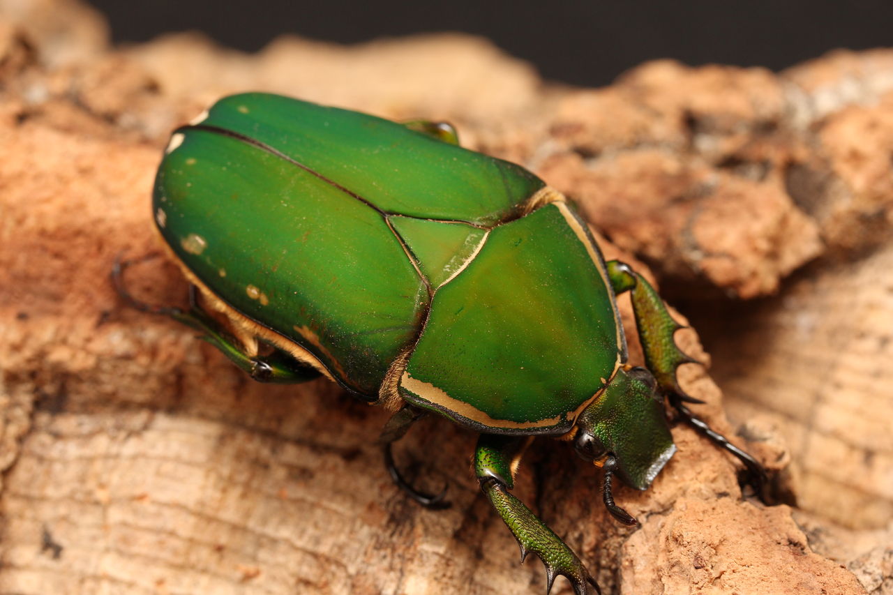 トルクアータオオツノカナブン(インマキュリコリス)飼育記
