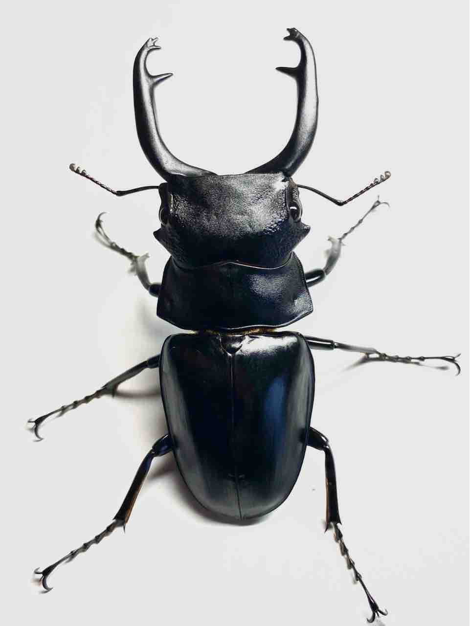 スティーブンスツヤクワガタ(原名亜種)飼育記 : 黒虫農場