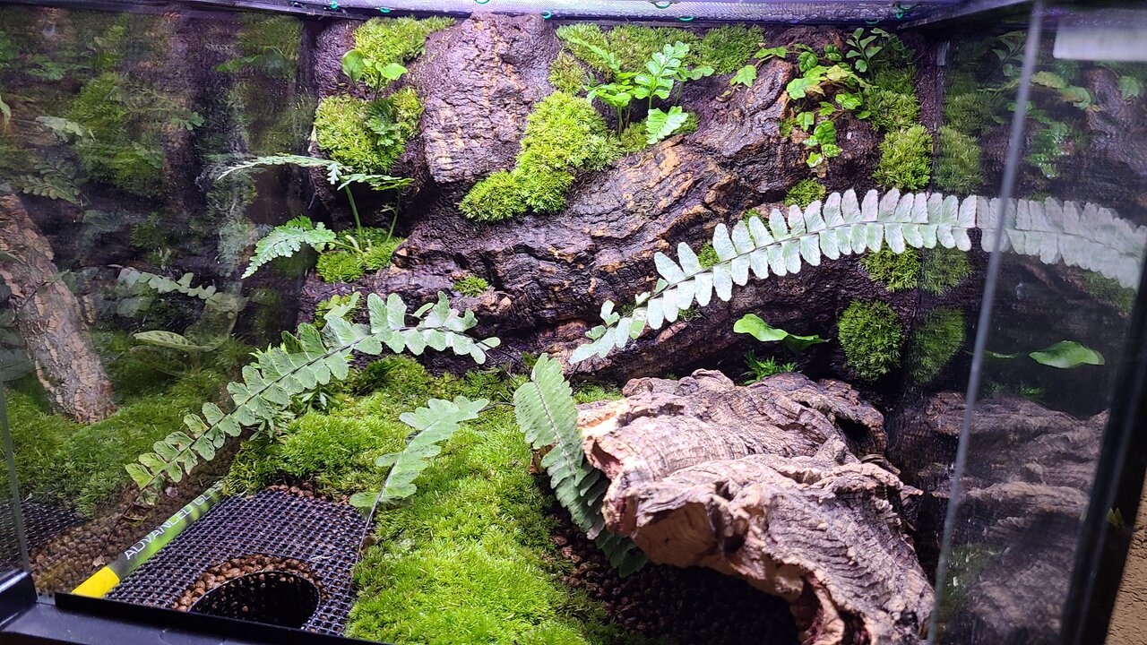 グラステラリウム3030 生体導入 : トモのイモリ記録