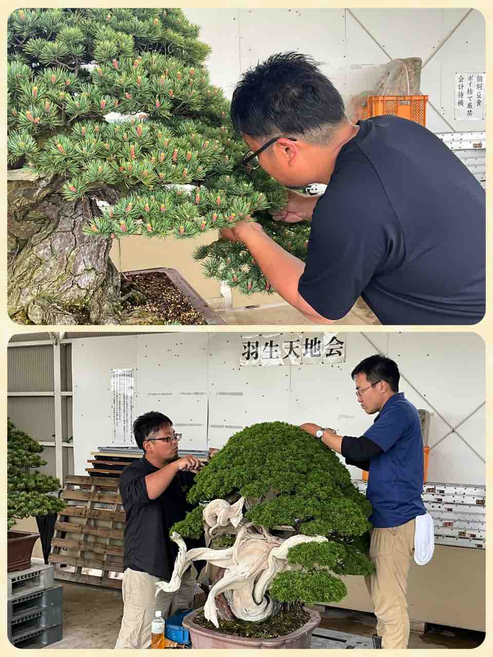 大阪EXPO2025 1億円の松❗️手入れ完了‼️ : 雨竹 盆栽 水石 便り