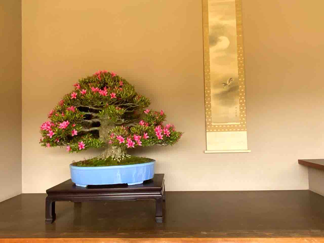 皐月盆栽‼️貴婦人‼️ 値下げ12万〜8万円 皐月盆栽‼️貴婦人