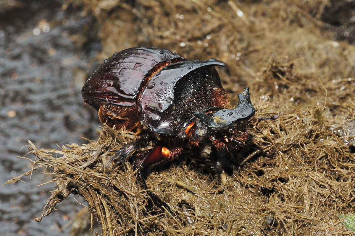 オウサマナンバンダイコクコガネ その1 - 初めての出会い : Naturing