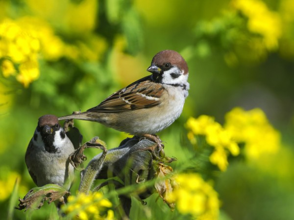 投稿：「BORG107FLによる花がらみの小鳥たち」2024/04/11 : 中川光学
