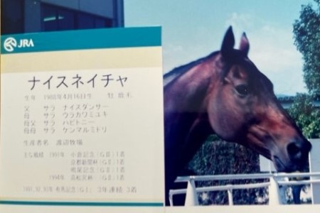 35歳の馬、ナイスネイチャが青空の日に旅立ちました。 : 猫だらけ