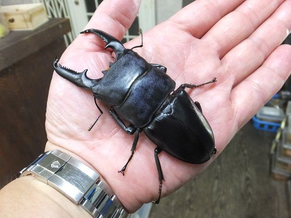 大型ヒラタ～～～ : カブトクワガタ☆GLOBAL