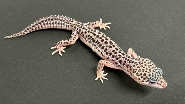 レオパ&ニシアフ新入荷！ : 爬虫類倶楽部