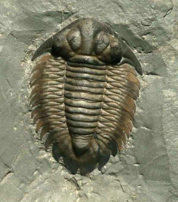 カナダ産 三葉虫 Greenops widderensis カナダ産 三葉虫 Greenops