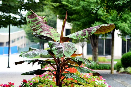 Nikon AF FX NIKKOR 80-200mm f/2.8D ED Zoom Lens | Flickr