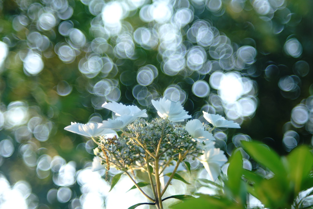 オールドレンズ】バブルボケをFUJINON 55mm F2.2で楽しむ【α7II