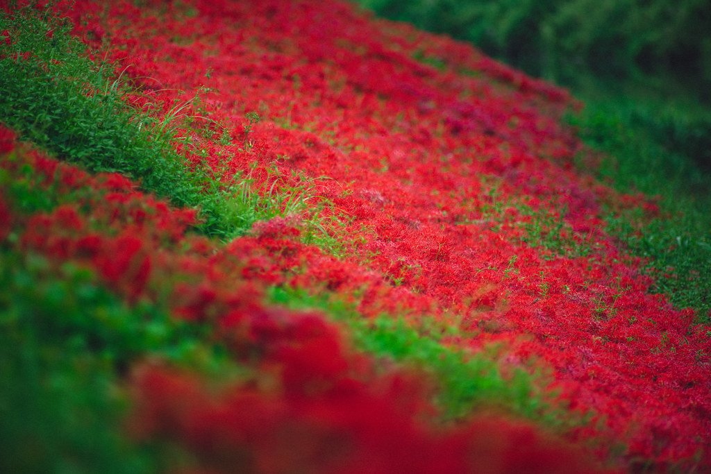 サンニッパで彼岸花 Tokina AT-X SD 300mm F2.8 【作例集