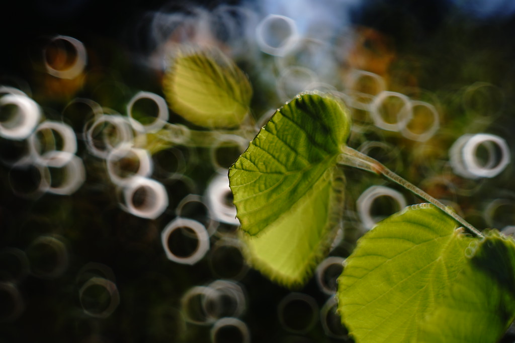 オールドレンズ】Super-Multi-Coated TAKUMAR 55mm F1.8宝石レンズの