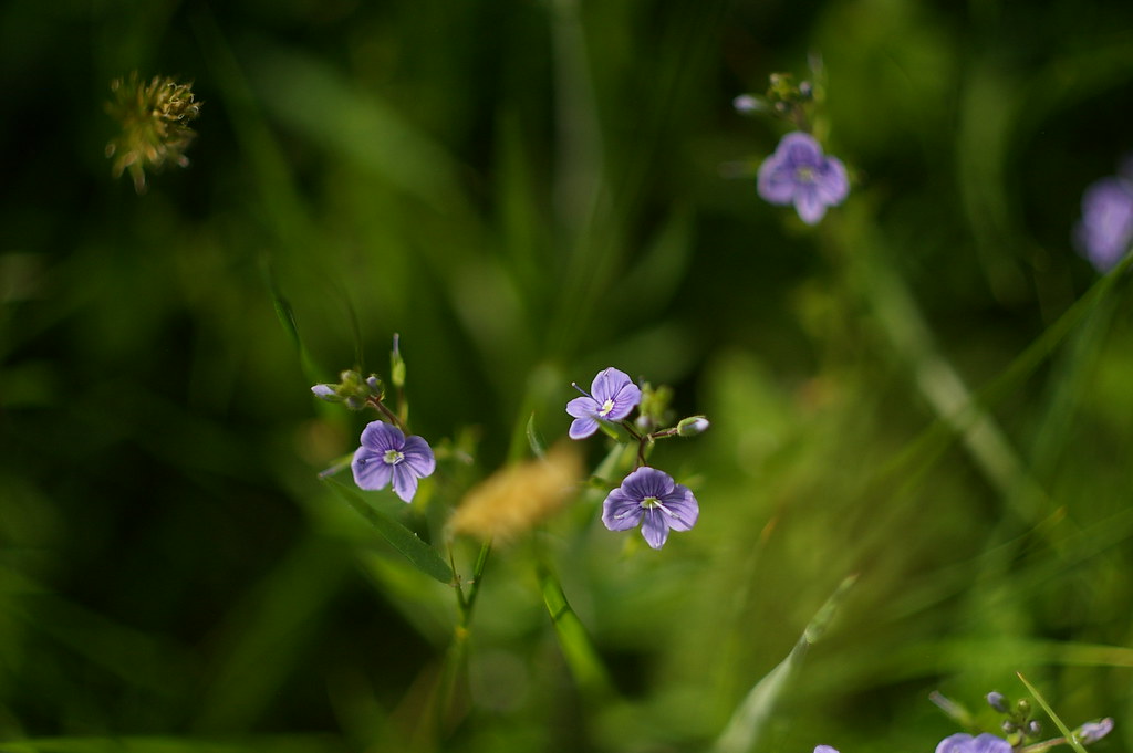 Soft Play For Grown Ups – With The Zenit MC Zenitar-M2s 50mm f/2