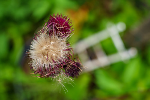 Schneider Kreuznach Radionar L 45mm F2.8 | Flickr