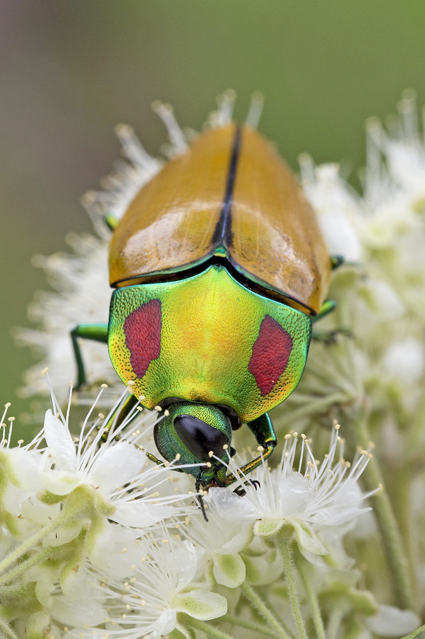 Calodema regalis – Australian Insects