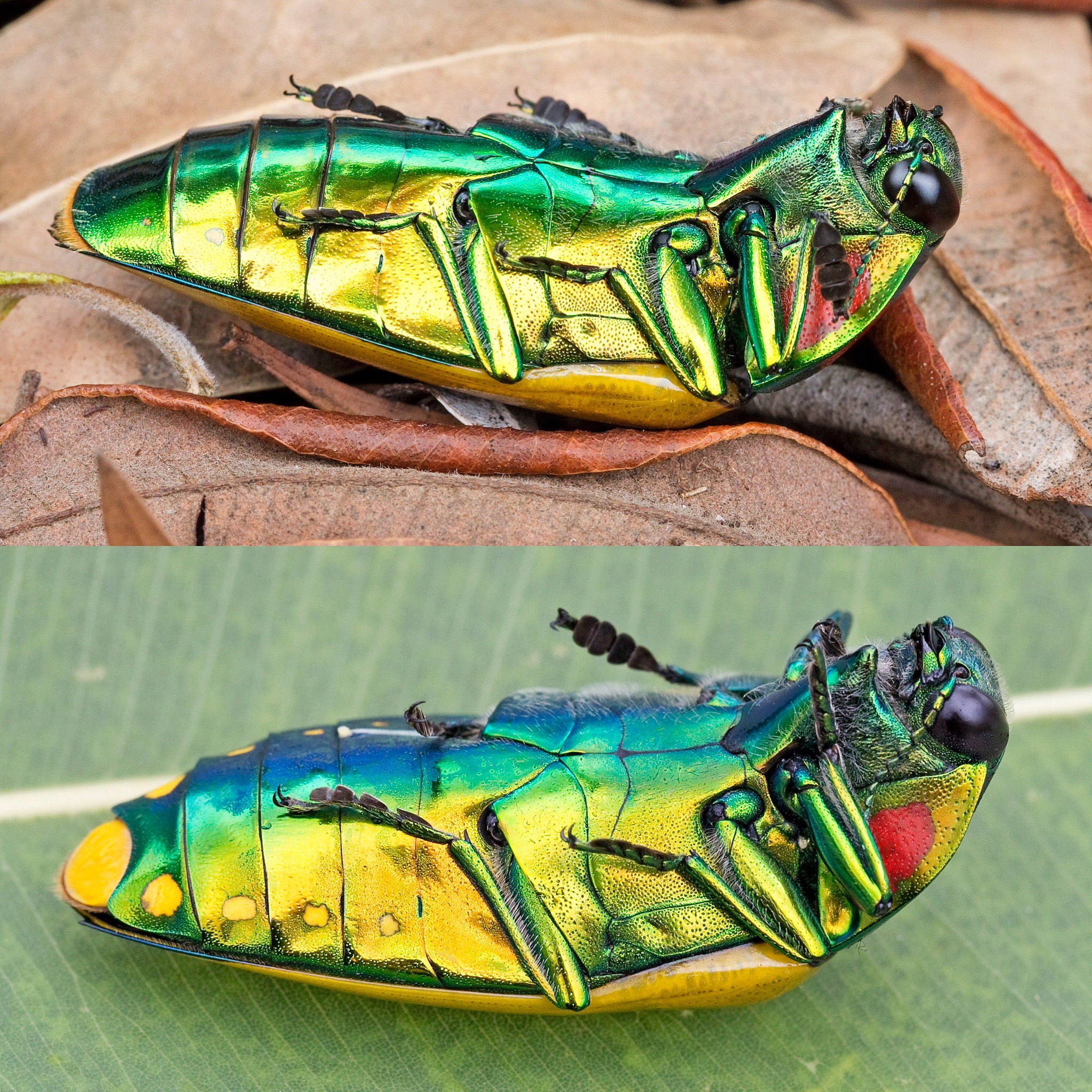 標本 Australia Calodema regale 42mm 標本 Australia Calodema regale