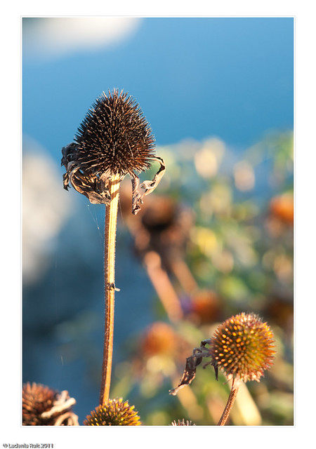 Auto Tamron Adaptall 105mm f2.5 Model #CT-105 | Flickr