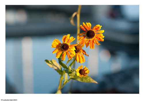 Auto Tamron Adaptall 105mm f2.5 Model #CT-105 | Flickr