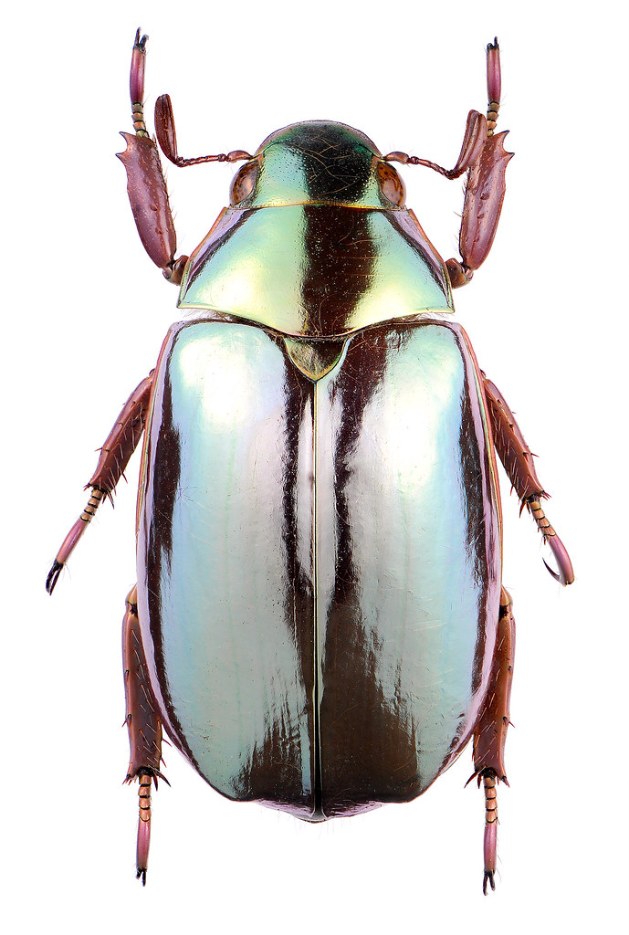 パナマ産オプティマキンイロコガネ25mm