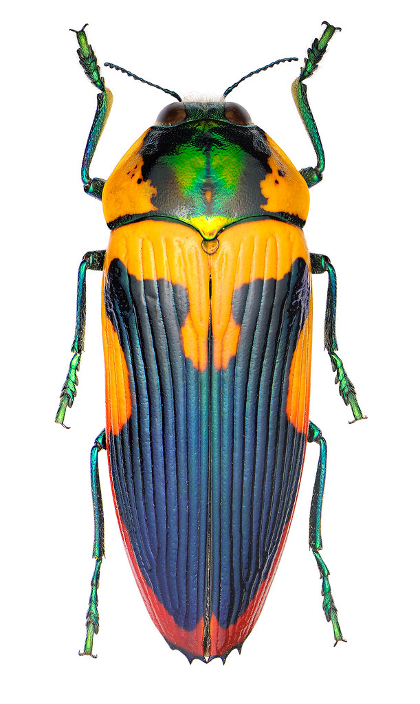 O*ん様 オーストラリアの ムカシタマムシ 3種セット オーストラリアの