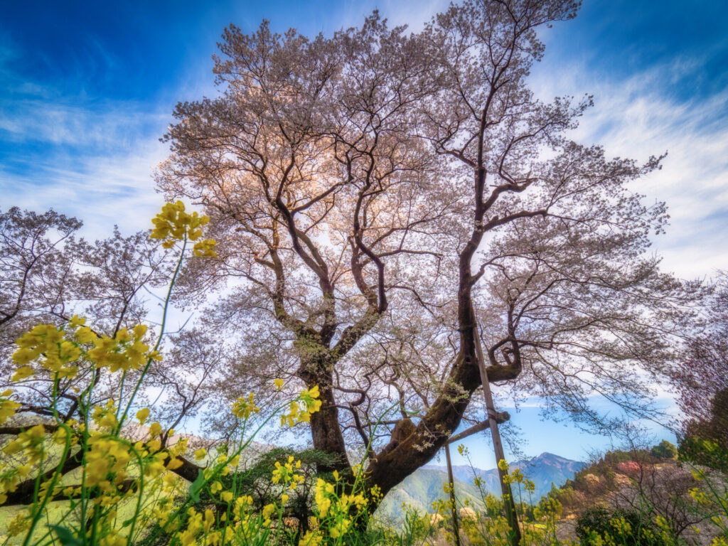 M.ZUIKO DIGITAL ED 7-14mm F2.8 PROを作例付きでレビュー - Local