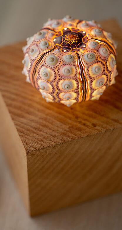 夏休み特別企画】海の生き物博士とつくる「ウニ殻標本＆ウニランプ