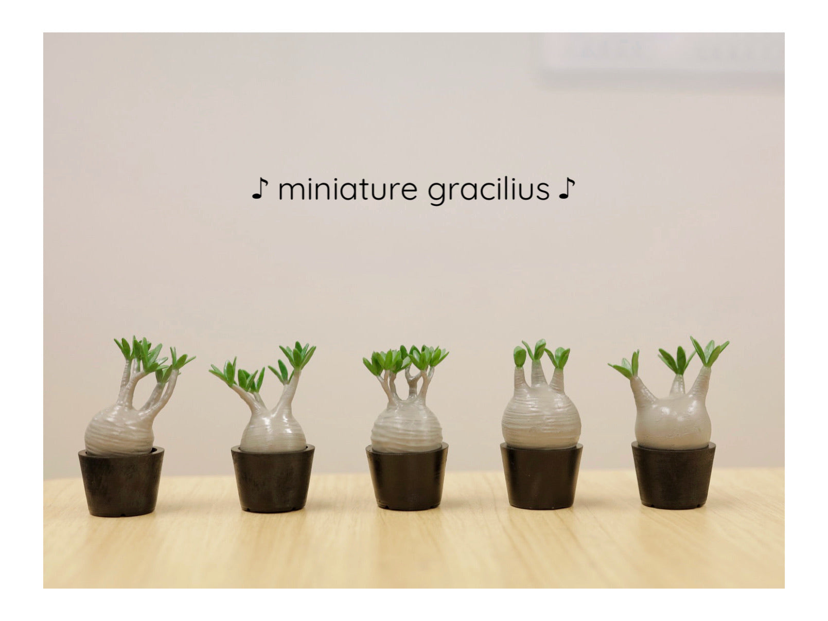 ミニチュア グラキリス – LOBINDON