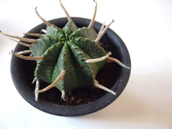 多肉の人気種！「オベサ」「ホリダ」「バリダ」の魅力 | LOVEGREEN