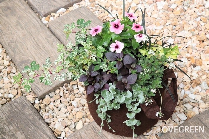 7月の寄せ植えにおすすめの花12選 | LOVEGREEN(ラブグリーン)