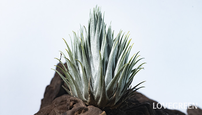 銀色に輝くティランジア・カウツキー | LOVEGREEN(ラブグリーン)