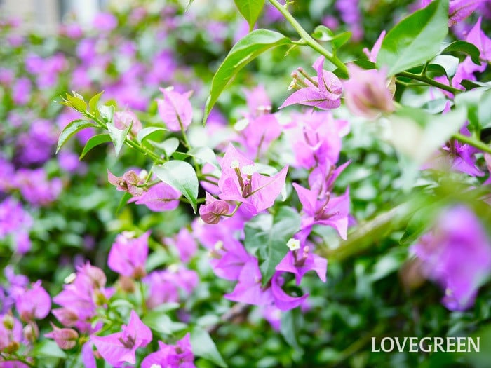 ブーゲンビリア（ブーゲンビレア）の育て方・栽培方法 | LOVEGREEN