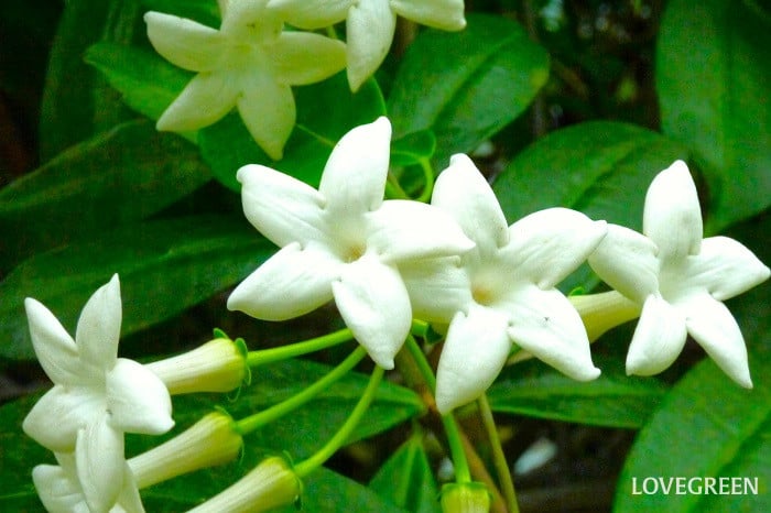 マダガスカルジャスミンの花言葉｜種類、花の特徴、花言葉の由来