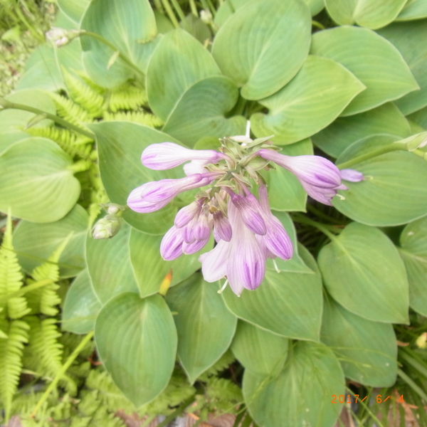 ギボウシ - 植物図鑑 - エバーグリーン