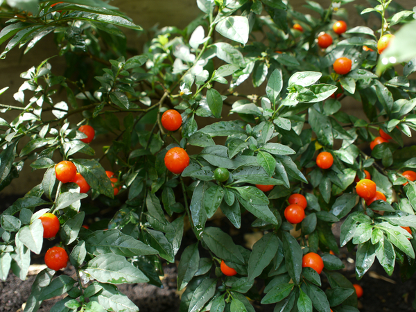 タマサンゴ - 植物図鑑 - エバーグリーン