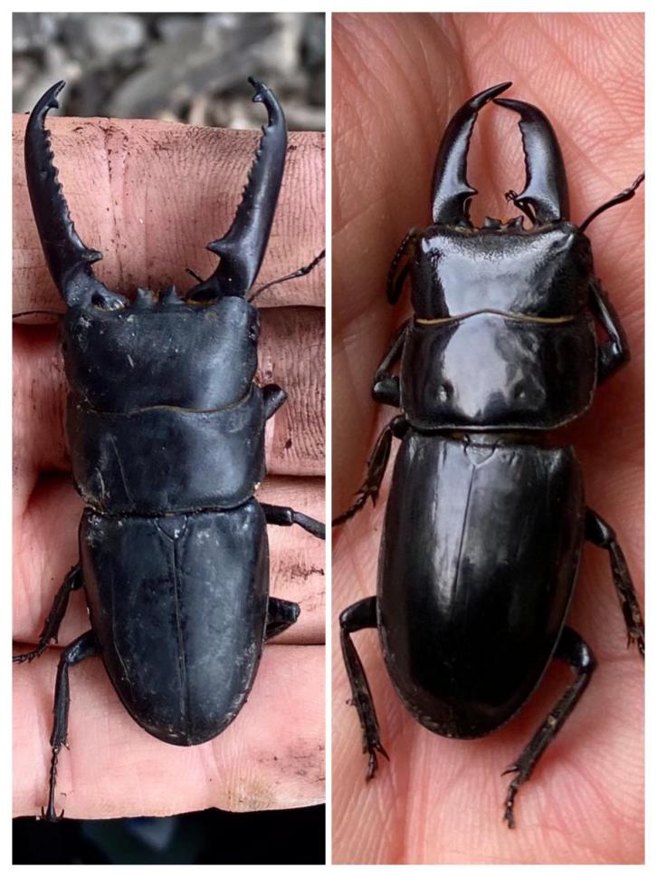 対馬調査報告2021 夏〉ツシマヒラタクワガタを求めて 3日間の旅