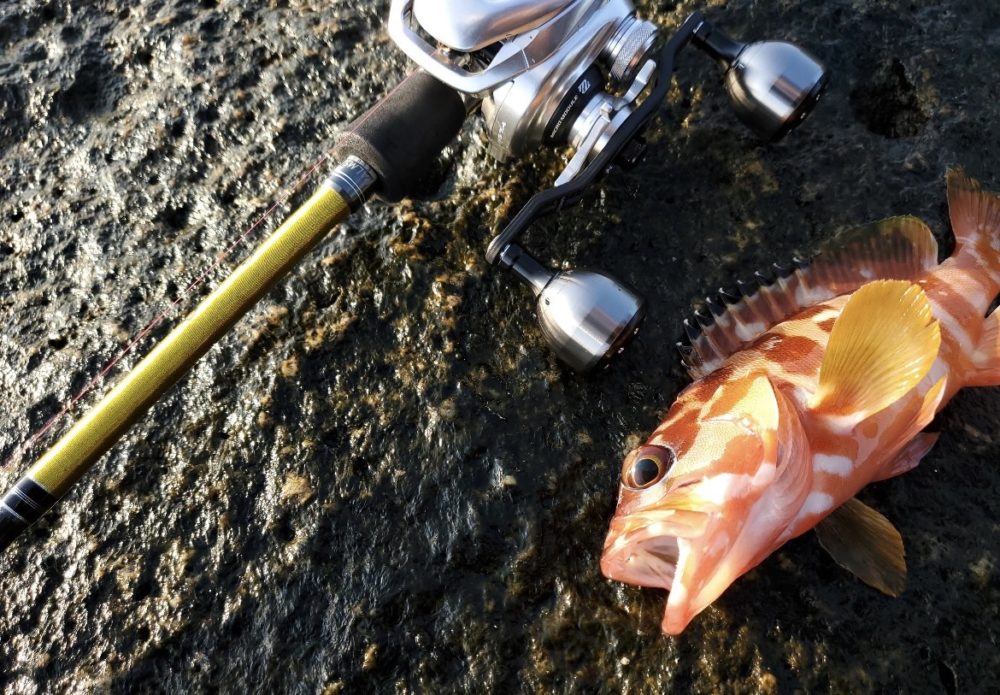 パームス]ラークシューター LSGC-71ML＋をインプレ！評価は？ハタ専用