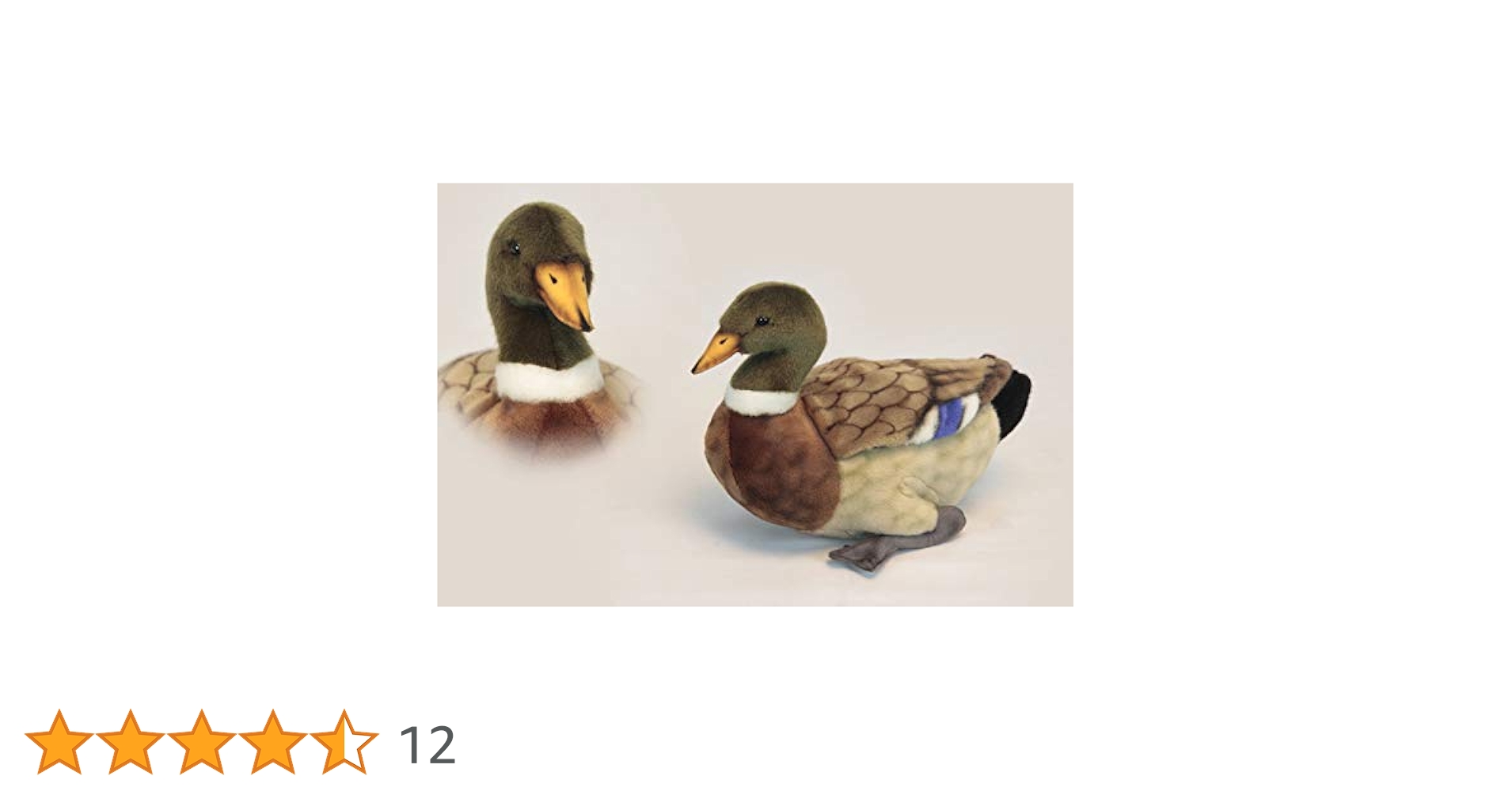 リアル剥製（本物）マガモ／カモ 剥製 木製台座付き リアル剥製 カモ