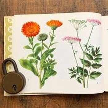 Amazon.co.jp: ドイツの古い植物図鑑(HEILPFLANZEN 2)アンティーク