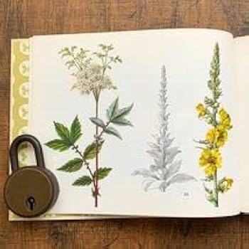 Amazon.co.jp: ドイツの古い植物図鑑(HEILPFLANZEN 2)アンティーク