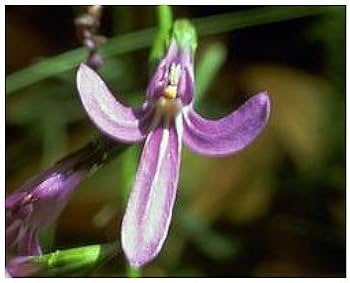 Amazon | オーストラリアブッシュ フラワーエッセンス サイキック