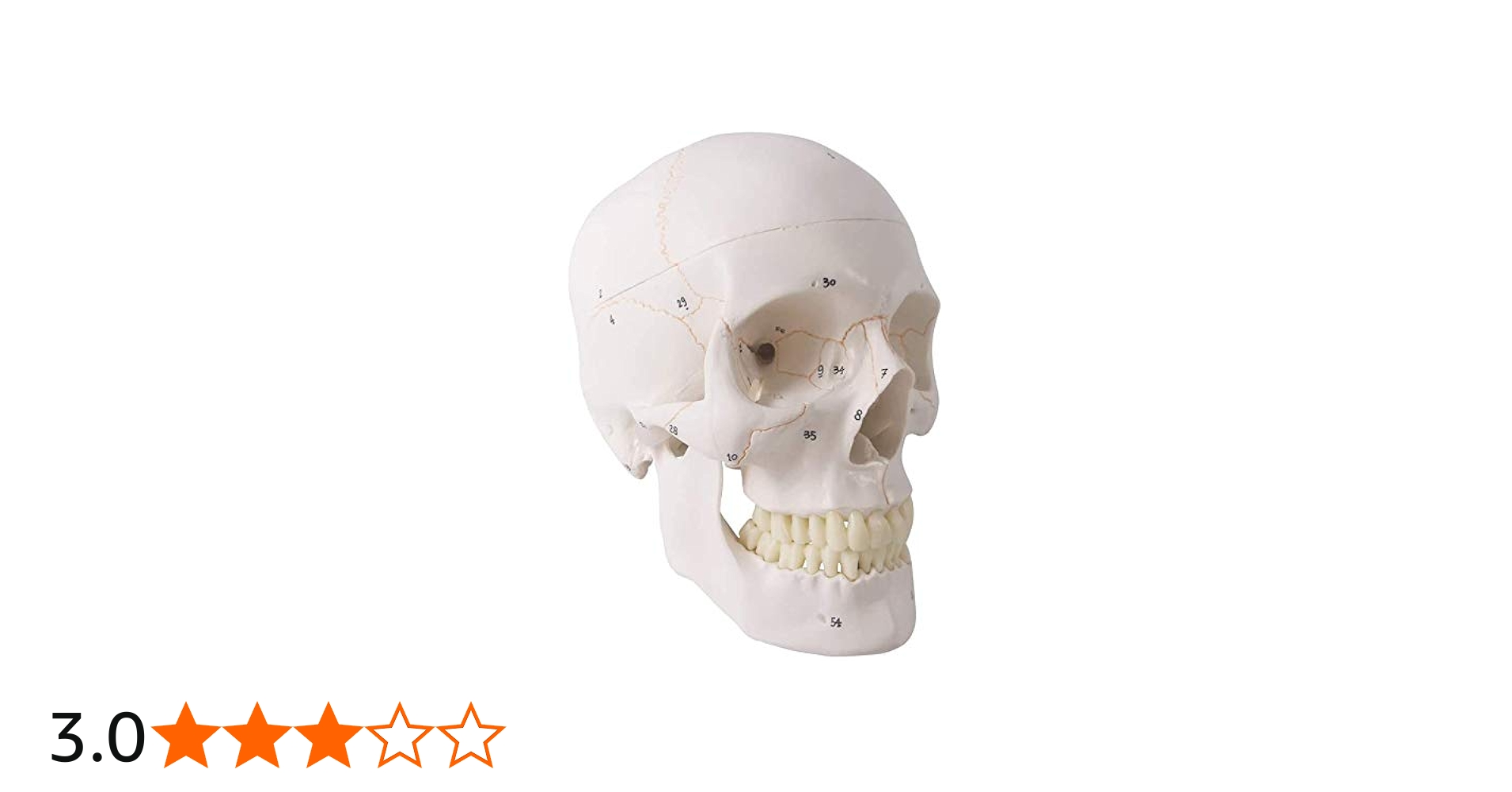 Amazon.co.jp: 人類の頭蓋骨解剖モデル、3部品、正常大、骨縫い線付き