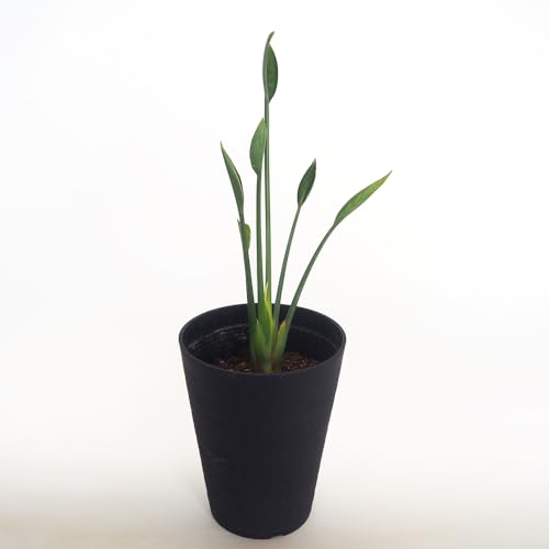 観葉植物 ストレリチア ノンリーフ」の人気商品一覧 | 安い商品を通販