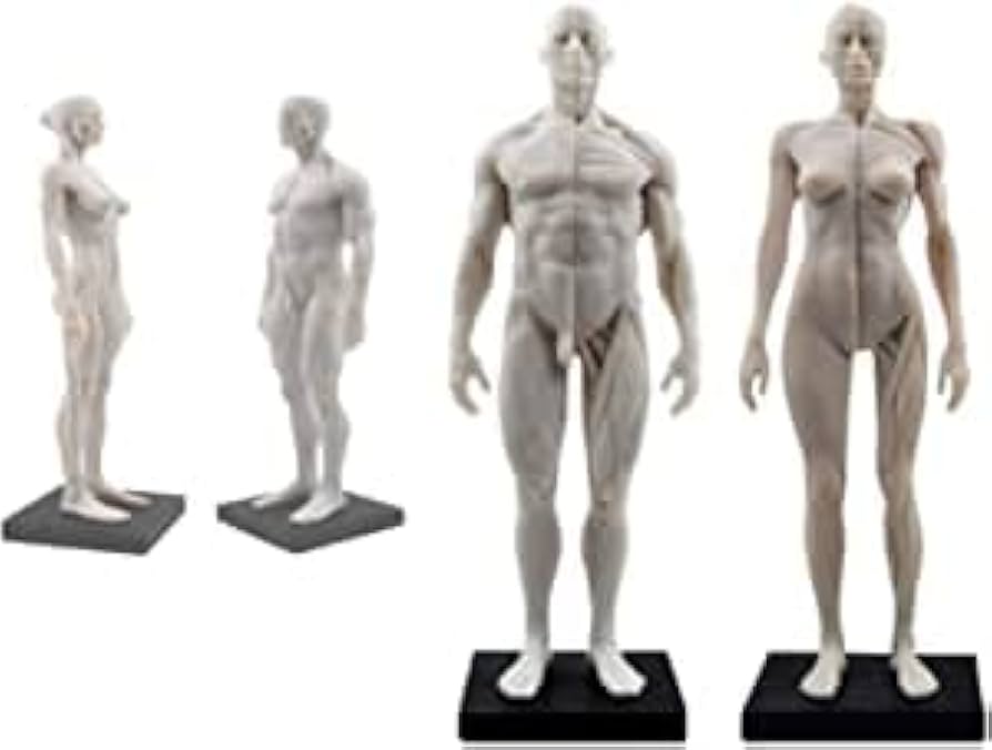 Amazon.co.jp: Feiangel人体模型 モデル 人体モデル 男性と女性 1